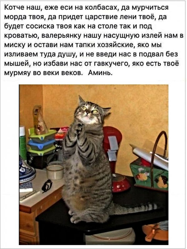 Картинки с котами и про котов Юмор