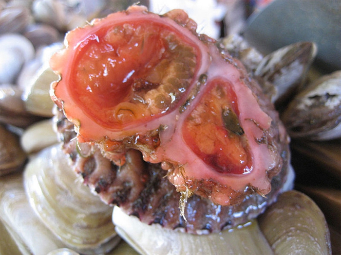 На рыбных рынках Чили можно приобрести деликатес — живые камни зверушки,живность,питомцы,Животные