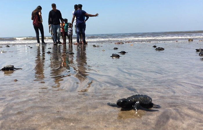 С пляжа в Индии убрали 5000 тонн мусора, чтобы спасти черепах   Интересное