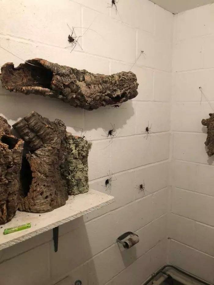 По стенам этого туалета ползают гигантские пауки и это — ад для арахнофобов   Интересное