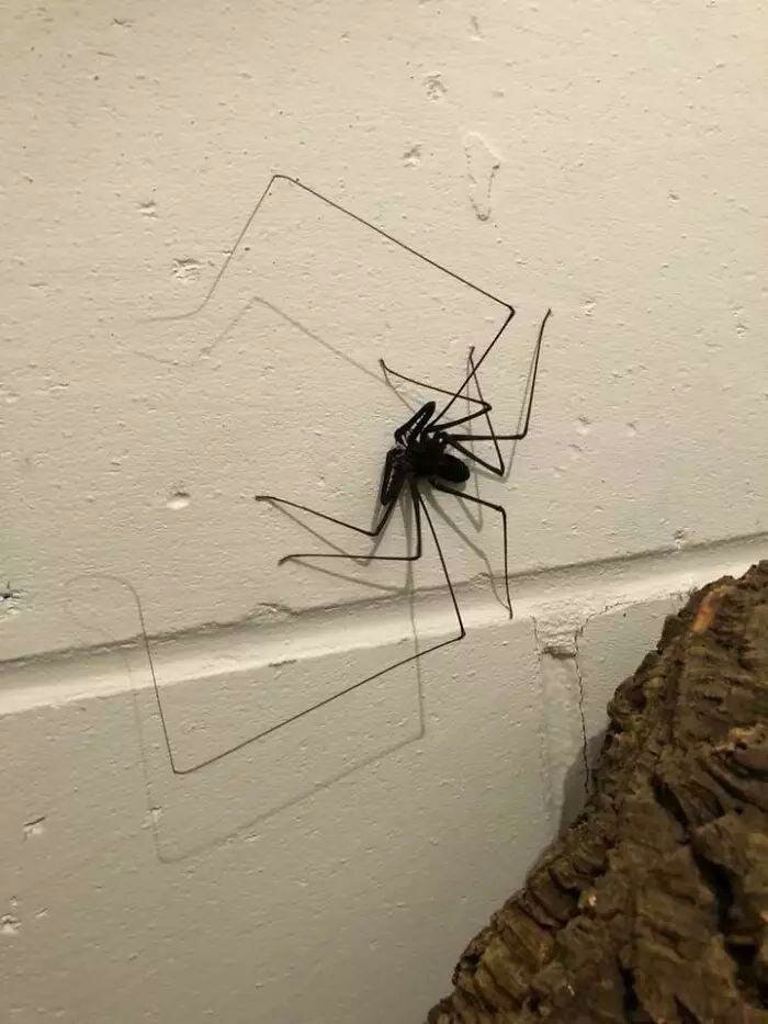 По стенам этого туалета ползают гигантские пауки и это — ад для арахнофобов   Интересное