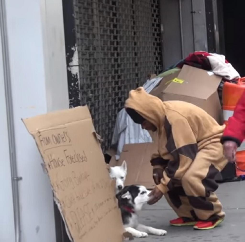 Социальный эксперимент: двух собак хаски оставили на улице с просьбой помочь. Откликнулся только один мужчина Интересное