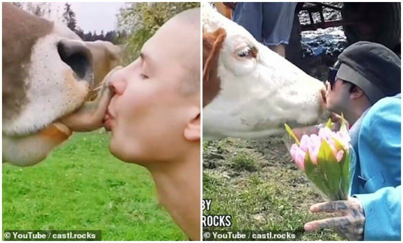«Люди, не целуйте коров»: австрийские власти бьют тревогу   Интересное