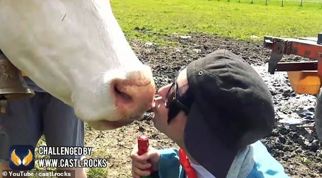«Люди, не целуйте коров»: австрийские власти бьют тревогу   Интересное