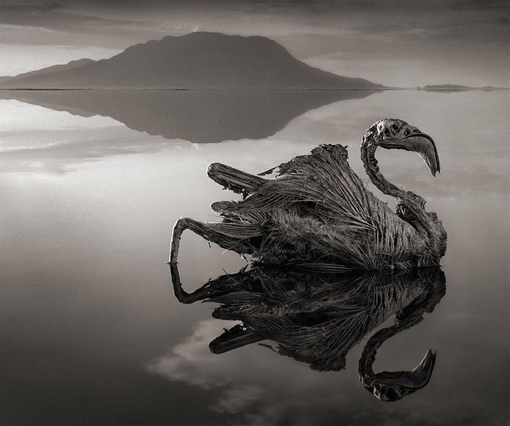 7 фото смертельного озера Натрон, которое превращает птиц в статуи мир,туризм,экология