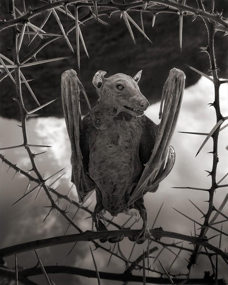 7 фото смертельного озера Натрон, которое превращает птиц в статуи мир,туризм,экология