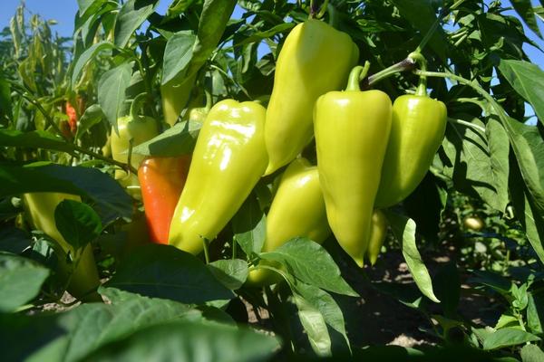 Выращиваем перец - секреты легкого урожая огород