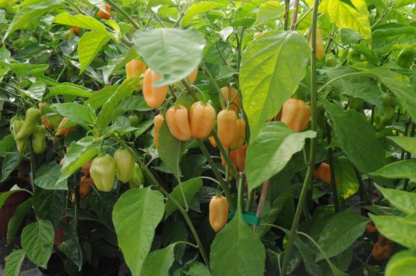 Выращиваем перец - секреты легкого урожая огород