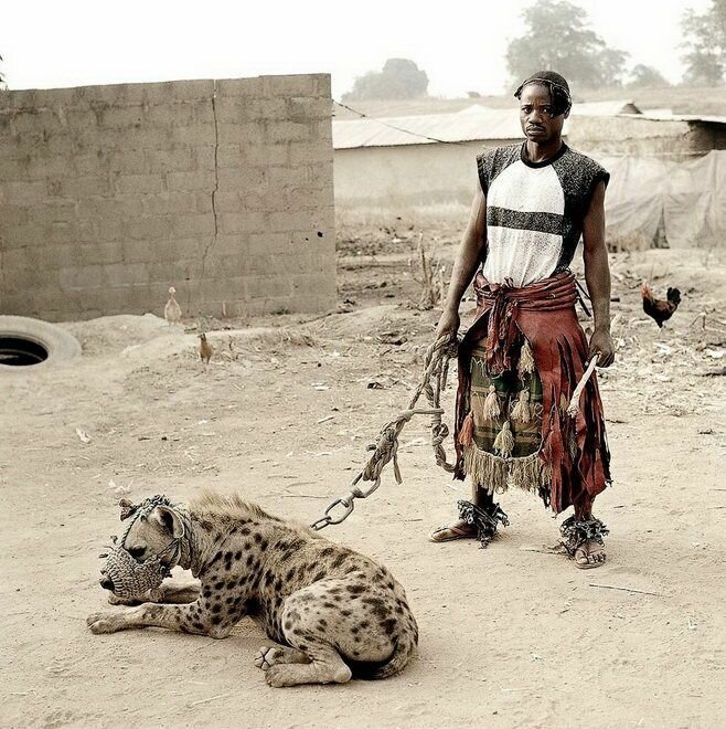 Африканские страсти: как приручить зверюгу 