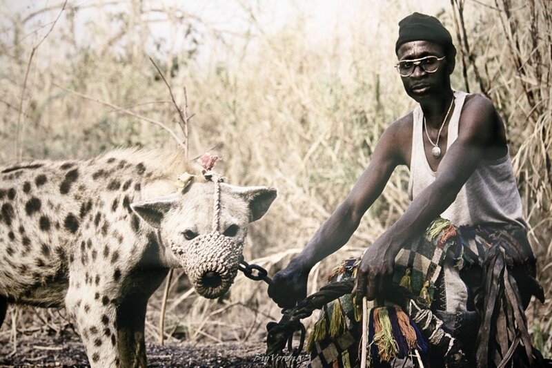 Африканские страсти: как приручить зверюгу 