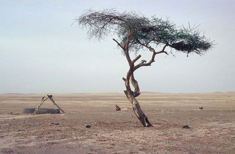 История самого одинокого дерева на земле 