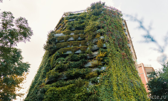 Вертикальные сады на фасадах многоэтажек города,жизнь,интересное,природа
