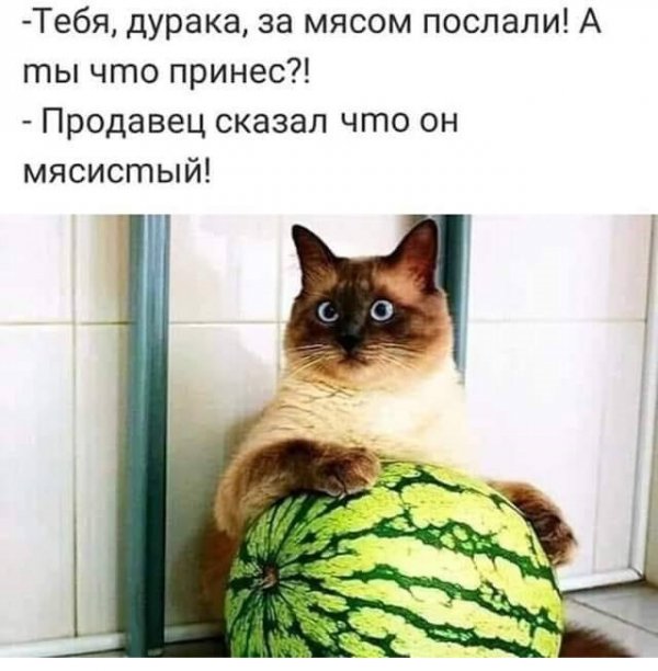 Картинки с котами и про котов Юмор