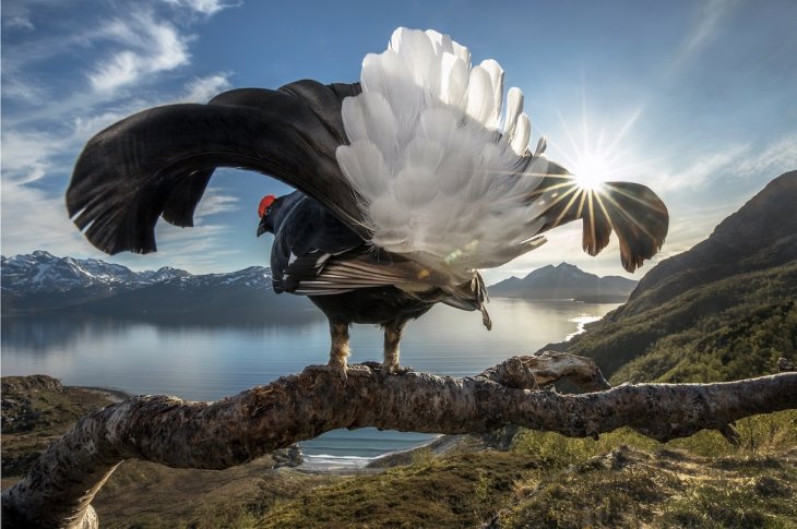 Победители конкурса фотографии BigPicture Natural World-2019 Интересное