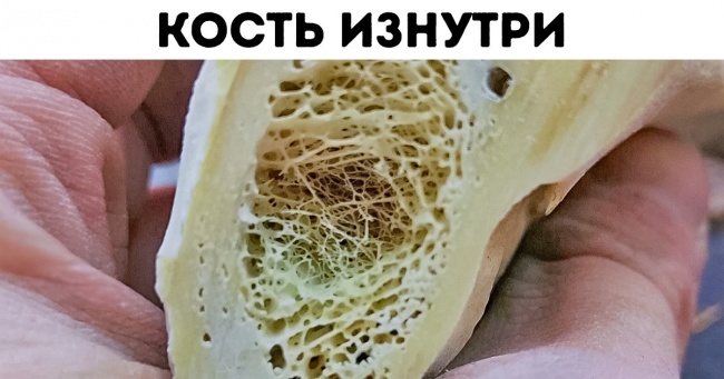 19 фото, которые покажут, как выглядят обычные предметы в разрезе Интересное