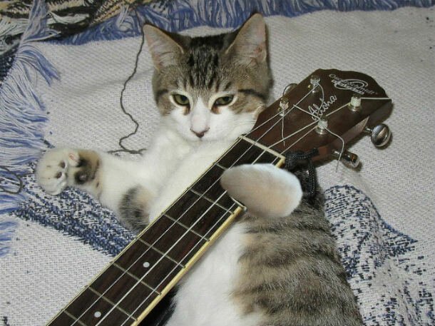 25 ситуаций, в которых кошки ведут себя как люди   Интересное