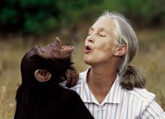 Як Джейн Гудолл змінила наше уявлення про тварин і світ