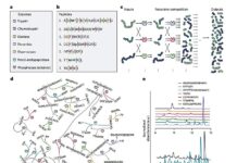 Хімічний коктейль, який може думати: нова ферментна система вчиться у своєму оточенні