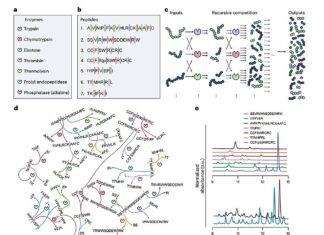 Een chemische cocktail die kan nadenken: nieuw enzymsysteem leert van zijn omgeving