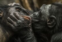 Давня історія поцілунків: поведінка, яка виникла 21 мільйон років тому