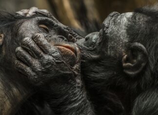 La historia antigua de los besos: un comportamiento de 21 millones de años