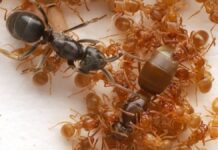 Паразитичні мурахи страчують власну королеву під час жорстокого колоніального вторгнення