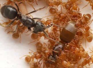 Des fourmis parasites exécutent leur propre reine lors de prises de contrôle brutales de colonies