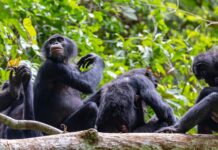 Безпрецедентне насильство серед бонобо: самки сильно калічать самців