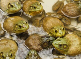 Rare Parasitic Lung Infection Linked to Raw Frog Consumption