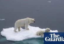 Il DNA dell’orso polare rivela il riscaldamento artico: una nuova realtà genetica