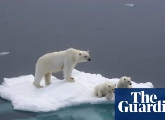 Eisbären-DNA enthüllt Erwärmung der Arktis: eine neue genetische Realität