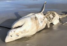 Білих акул витісняють з місця проживання хижаки-косатки