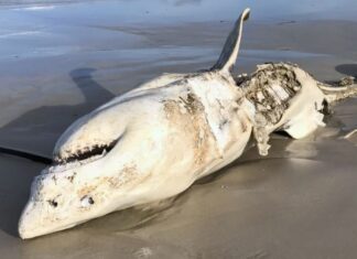 Grote witte haaien verdreven uit leefgebied door orka-roofdieren