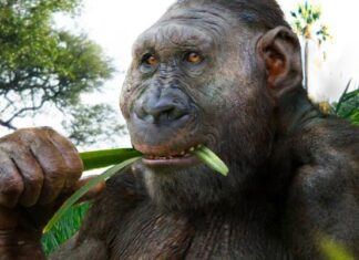 Ancient Hominin Fossil réécrit la compréhension des premiers ancêtres humains