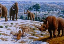 Геном шерстистого носорога підтверджує стабільність популяції перед вимиранням