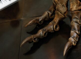 T. Rex Berjalan Seperti Ayam Seberat Delapan Ton, Studi Baru Menyarankan