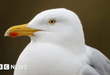 Птахи: Нова морська стратегія повинна забезпечити відчутні дії, каже RSPBNI