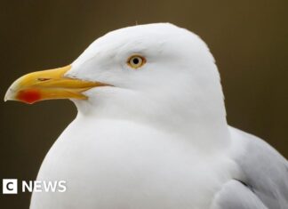 De Noord-Ierse mariene beschermingsstrategie: van aanwijzing tot actie