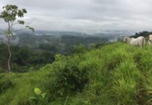 Прискорене відновлення тропічних лісів завдяки азоту, з’ясували вчені