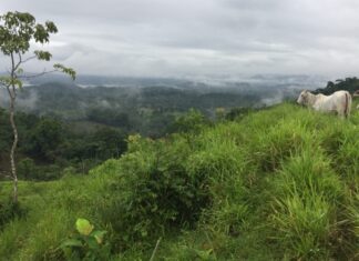 Recuperação de florestas tropicais acelerada pelo nitrogênio, conclui estudo