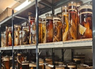 Lasers ontsluiten geheimen van Darwins onschatbare exemplaren