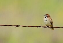 Прискорення скорочення популяцій птахів сигналізує про ширшу екологічну кризу