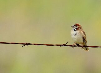 Versnelde afname van vogels duidt op een bredere ecologische crisis