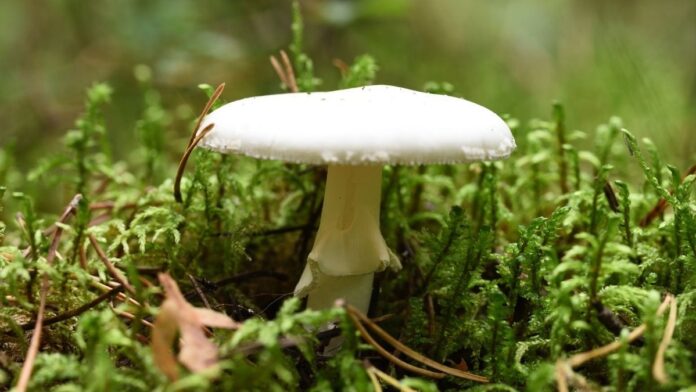 d799c081-1d9c-4420-a331-6035d40d77bf