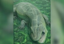 Стародавній «Живий Викопний» Переписує Історію Ранніх Чотироногих