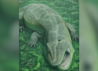 Starověká „živá fosilie“ přepisuje historii raných čtyřnožců