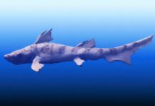 Морські Екосистеми Пережили Велике Вимирання з Несподіваною Стійкістю