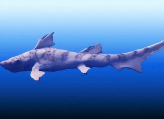 Gli ecosistemi marini sono sopravvissuti alla più grande estinzione con una resilienza inaspettata