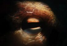 Кракен крейдяного періоду: гігантські восьминоги, які змагалися з морськими рептиліями