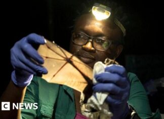 Van bijgeloof tot rentmeesterschap: hoe Iroro Tanshi de bedreigde vleermuizen in Nigeria redt